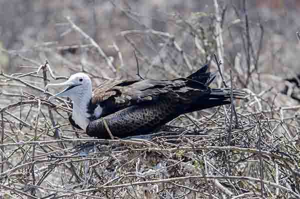 Fragata - isla Seymour Norte - islas Galápagos - Ecuador 3.jpg